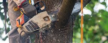Best Lawn Grading and Leveling  in Shullsburg, WI