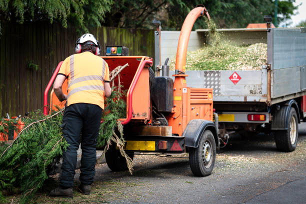 Trusted Shullsburg, WI Tree Services Experts