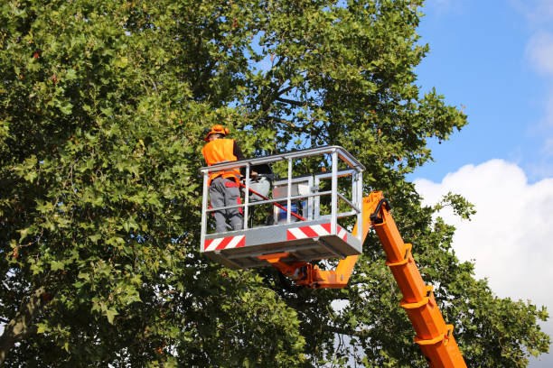 Best Lawn Maintenance Plans  in Shullsburg, WI