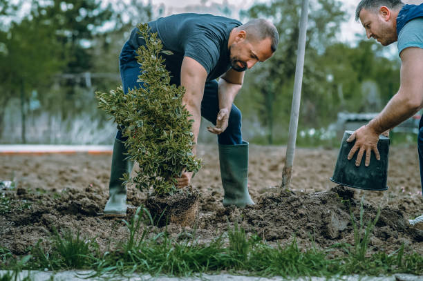 Best Lawn Mowing  in Shullsburg, WI