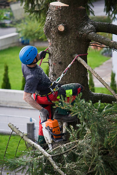 Best Lawn Pest Prevention  in Shullsburg, WI