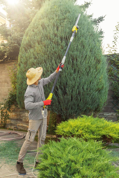 Best Palm Tree Trimming  in Shullsburg, WI