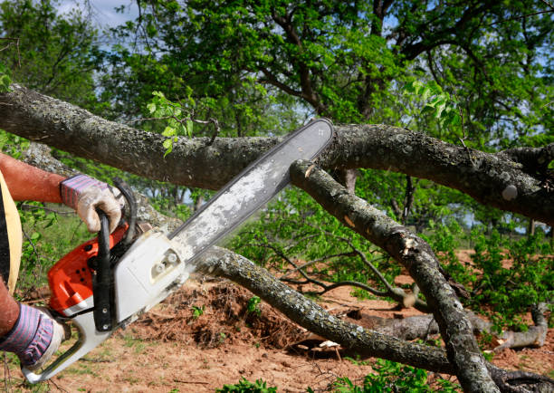How Our Tree Care Process Works  in  Shullsburg, WI